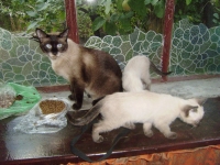 silviq