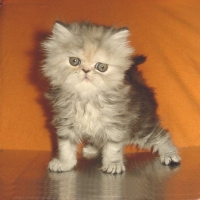  Сиво персийско коте