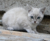 Roberta