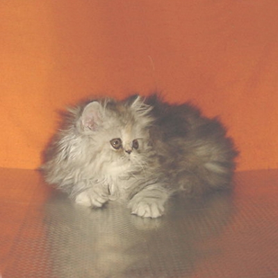 Персийски котенца - негърчета