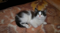 Saga i Roshko