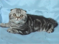Maluok