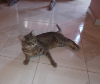 Ozi
