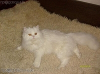 Zuzi