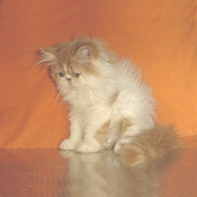 Персийски котенца - бяло-червени