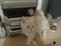 TOBI