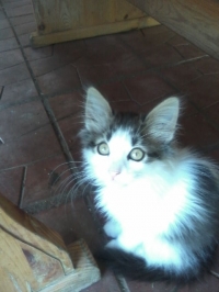Shoshi