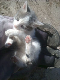 Tom