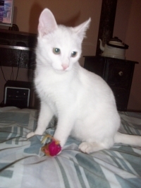 Koki