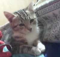 Miska