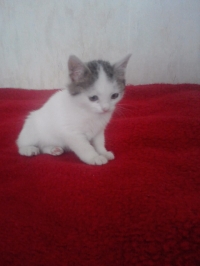 snezhi