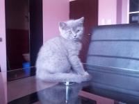 Maks
