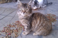 Misha