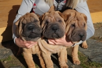 Precious Pei Kennel Bulgaria