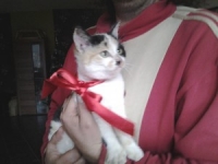 kote