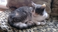 Cheri