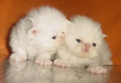  Бели персийски котенца 