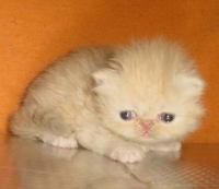 Персийски котенца – малки сме но, бързо растем