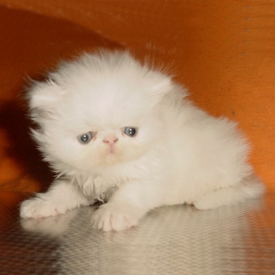  Бяло персийско котенце   