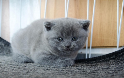 Продавам британска късокосместа синя котка