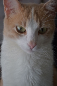 Tomas