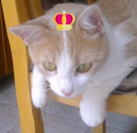 Tomas