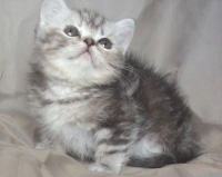 Shotlandsko Silver tabby