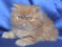 Екстремално персийско мъжко котенце