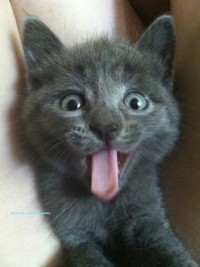 kote