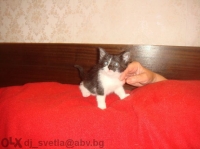 Malche