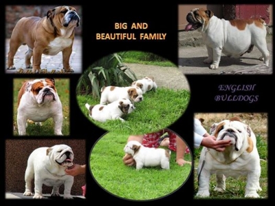 english bulldog 