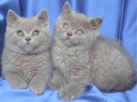 Британски лилави котета от лицензиран развъдни