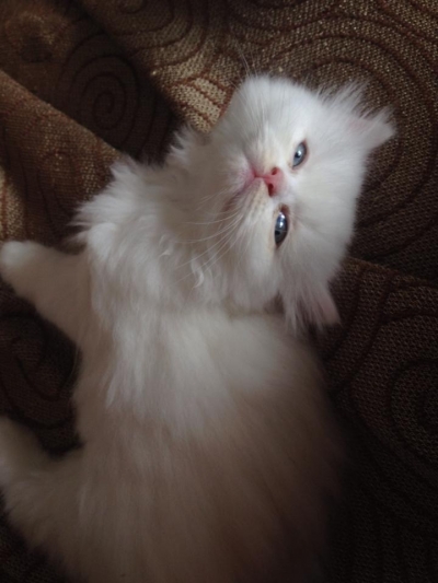 Бели персийски котенца