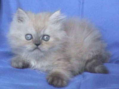 Персийско котенце колорпойнт със сини очи