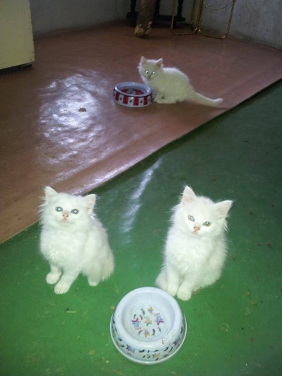 Бели ангорски котета