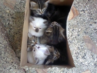 Седем малки котета търсят свой стопанин
