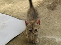 Simba i Strajp
