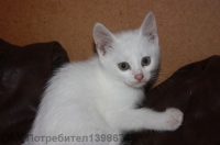 Zhenska angorka 2 mesetsa - 5 lv. 