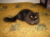 Cheri