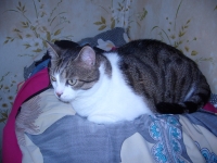 Chocho