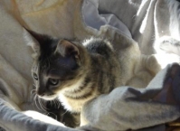 Sara