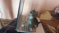 Moli