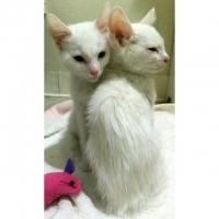 Dzhina i Roni
