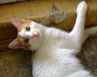 Kimi