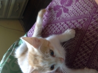 Tomi