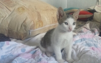 Antonio