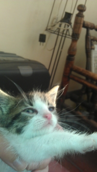 Alfonso