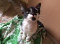 Kote