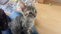 Geri