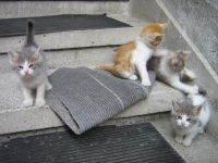 Четири малки котета